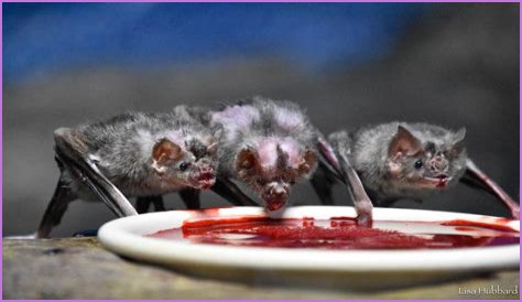 Do bats like salt water?