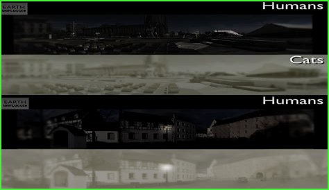 Do cats see humans as Alpha?