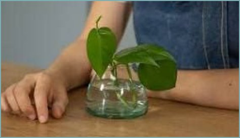 How long does it take for a plant to root in water?