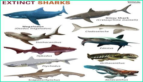 What attracts sharks the most?