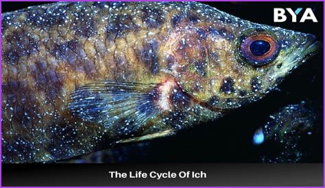 What causes fish ich?