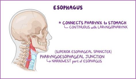 What is Pharyngoesophageal?