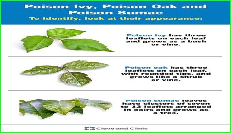 What's the best medicine for poison ivy?
