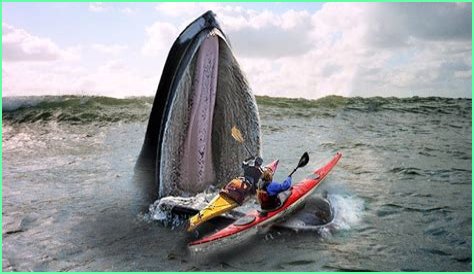 Where did kayak come from?